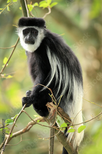 Black and White Colobus - Uganda, Africa