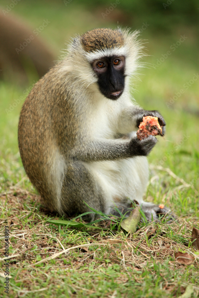 Naklejka premium Vervet Monkey - Uganda, Africa