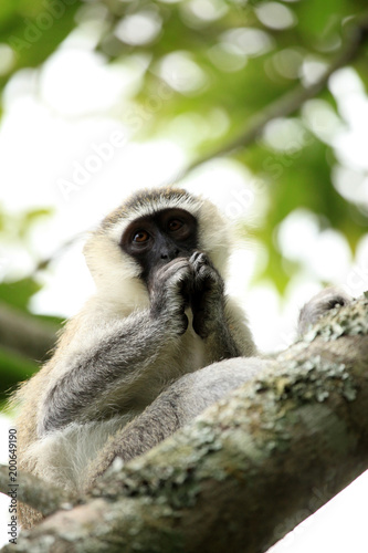Vervet Monkey - Uganda, Africa