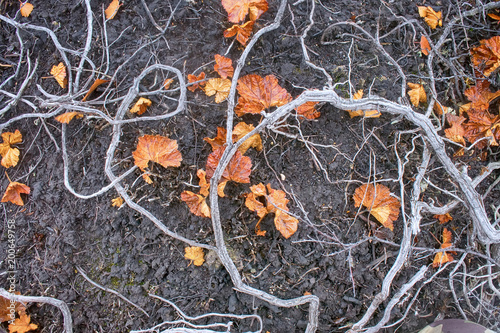 Plants Death, deforestation. photo