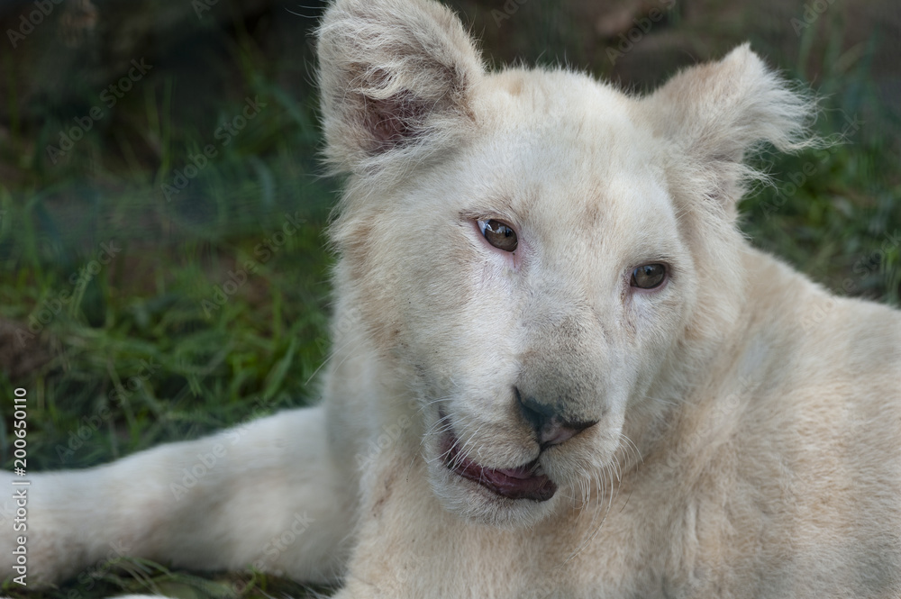 Young white lion Young white lion