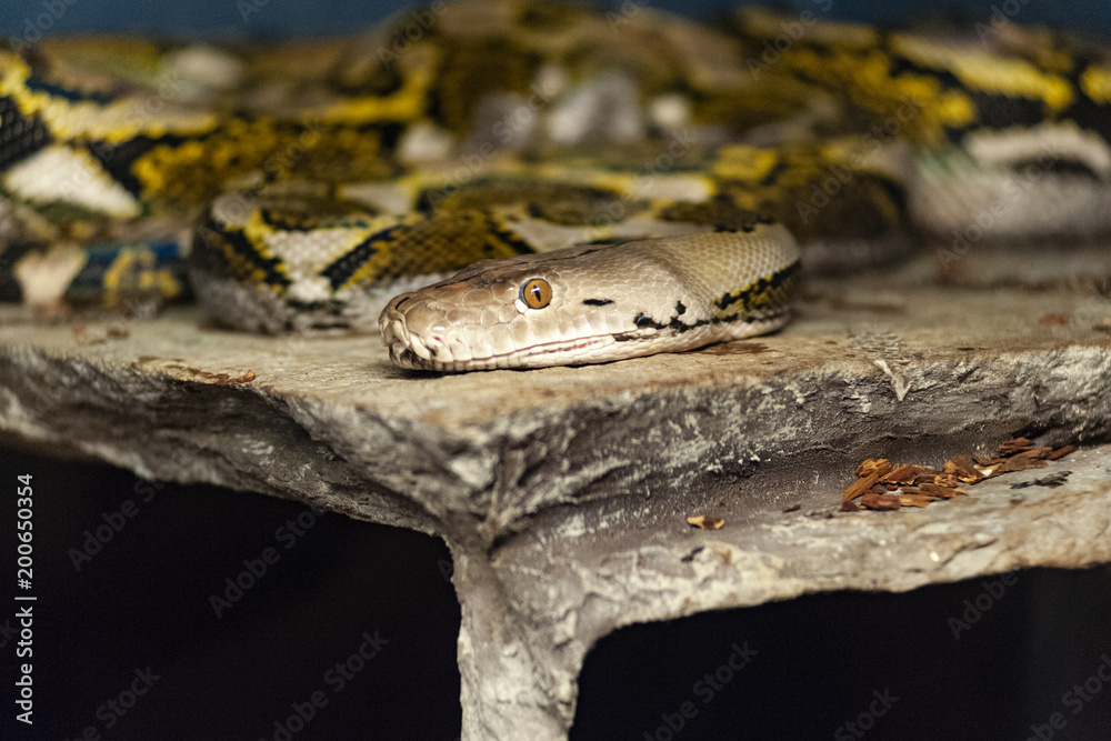 Snake on the rock Snake on the rock