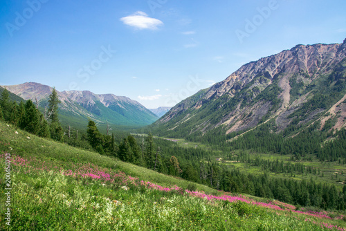 Flowers on summer meadow in mountains, scenic landscape