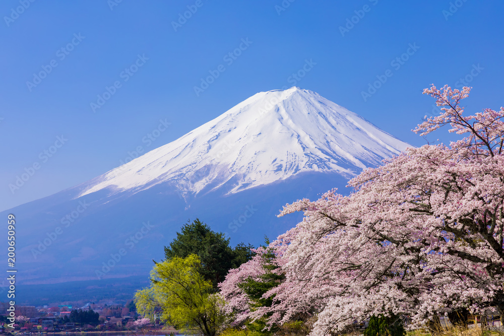 Mount Fuji and cherry blossoms.The shooting location is Lake Kawaguchiko, Yamanashi prefecture Japan. Mount Fuji and cherry blossoms.The shooting location is Lake Kawaguchiko, Yamanashi prefecture Japan.