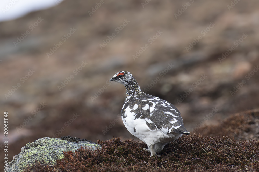 Ptarmigan, Lagopus muta, close up pose during a sunny spring day in the cairngorms national park, scotland Ptarmigan, Lagopus muta, close up pose during a sunny spring day in the cairngorms national park, scotland