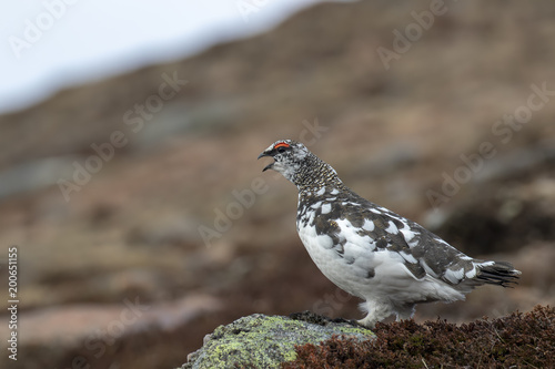 Ptarmigan, Lagopus muta, close up pose during a sunny spring day in the cairngorms national park, scotland