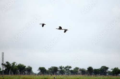 White Faced Whistling Duck - Lake Opeta - Uganda, Africa © Sam D'Cruz