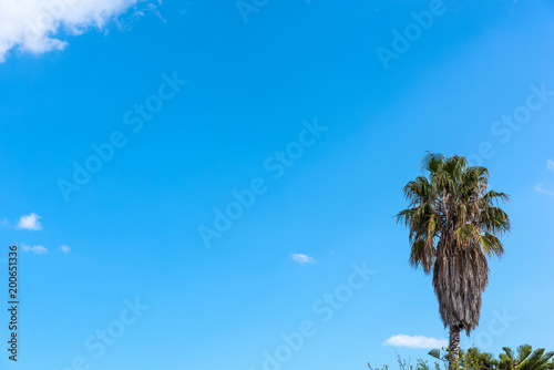 Palm tree under a blue sky in spring © Gabriele Maltinti