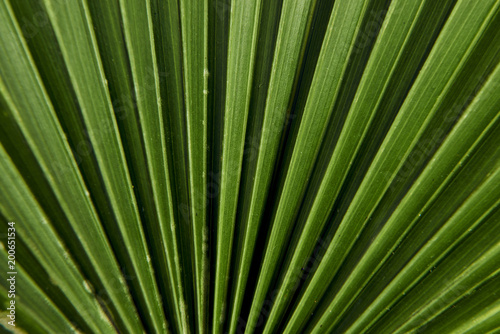 Dettaglio di foglia di palma verde contrastata. © Tomas