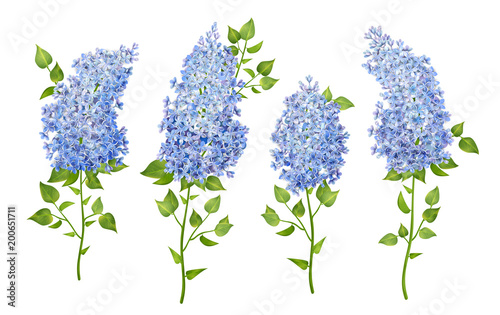 Set of Lilac Flowers