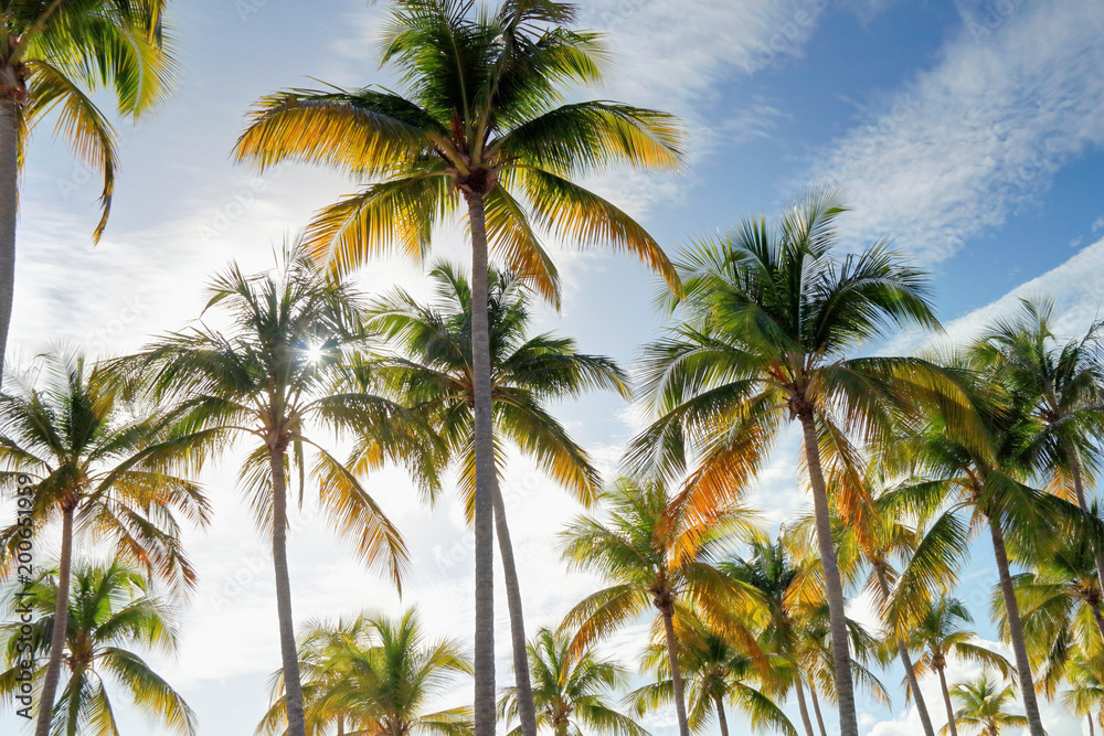 Cocotiers et Palmiers plage de Sainte-Anne en Guadeloupe