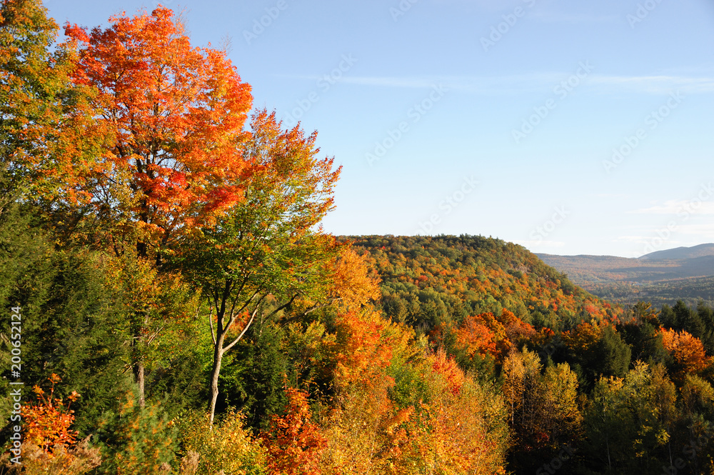 Fototapeta premium autumn mountain forest with colorful trees