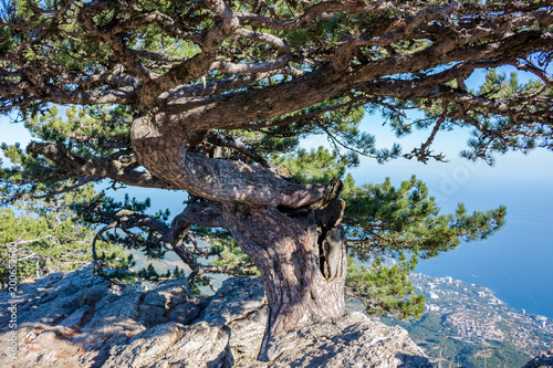 The south coast of Crimea. Pine "Airplane" on top of Ai-Petri mountain, Crimea. View of a pine "sudakaskaya" or "Stankevicha"