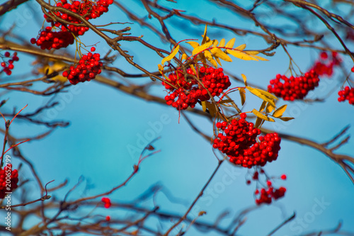 Autumn mountain ash with yellow leaves and red berries photo