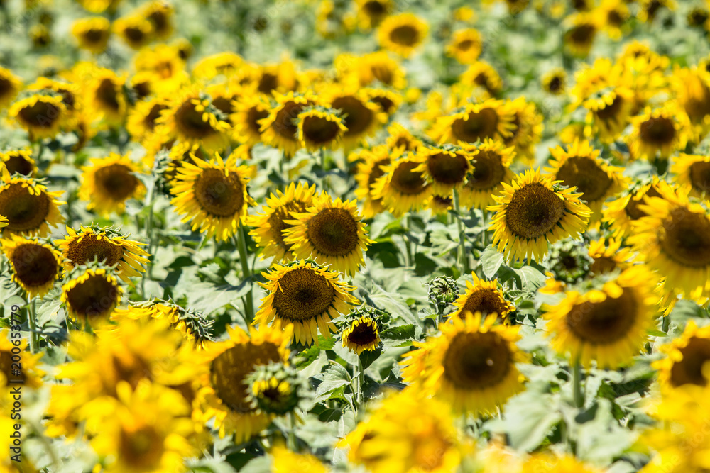 Fototapeta premium Big sunflower field