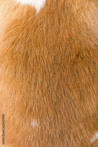 Dog fur texture © yotrakbutda