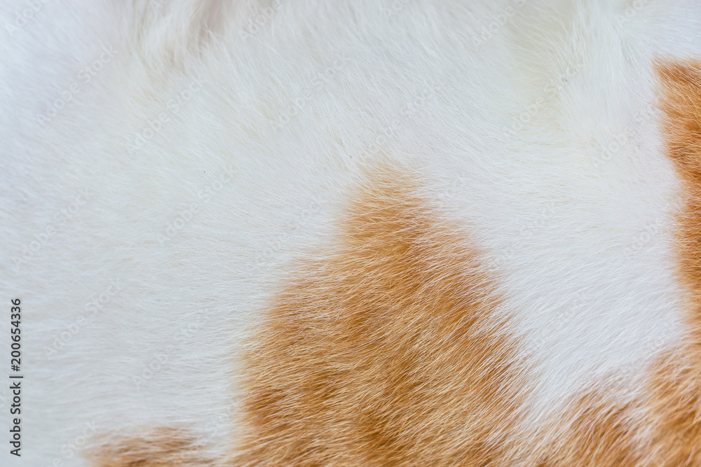 Obraz premium Dog fur texture