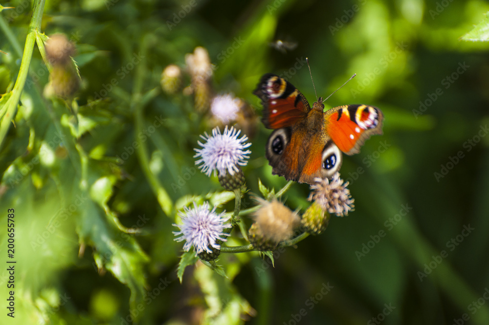 Colorful butterfly/Large butterfly full of colors in the middle of a deep green meadow with thistle blossomed.
