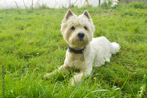 Magnificent West Highland White Terrier Dog Lying On The Grass In The Gorbeia Natural Park. Animal Nature Portrait. March 26, 2018. Gorbeia Natural Park. Urigoiti Basque Country. Spain. photo