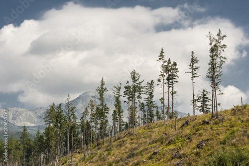 Pines ridge Pine forest on a ridge in the Tatra mountains during a summer day under heavy clouds.