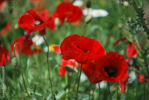 Amapolas