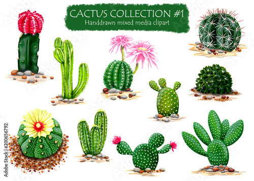  Set of High Quality Hand drawn Cactus Plants Clipart for multiple design projects 