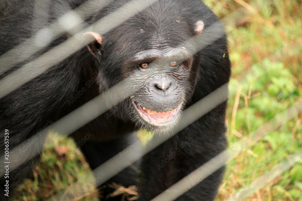 Obraz premium Chimpanzee - Uganda