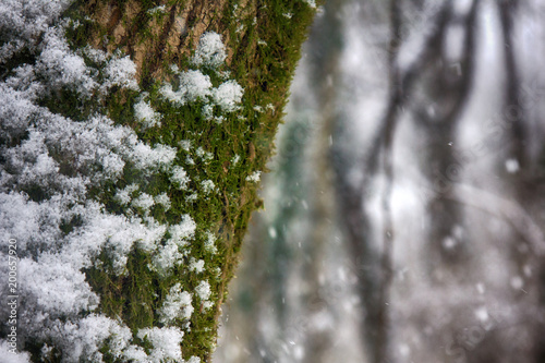 Snowfall in the sub-tropical deciduous forest photo