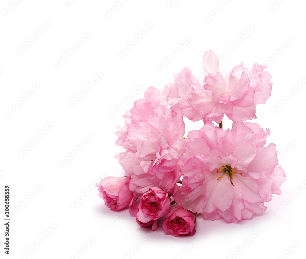 Blossom pink sakura (cherry) in spring isolated on white background Blossom pink sakura (cherry) in spring isolated on white background