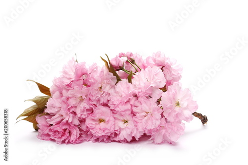 Blossom pink sakura  cherry  in spring isolated on white background
