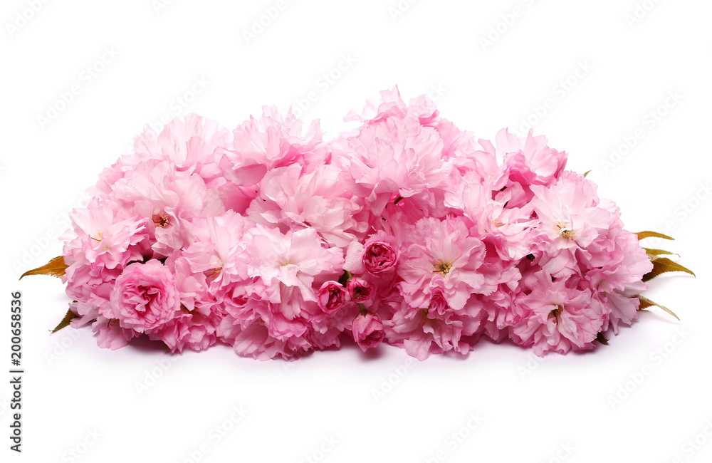 Blossom pink sakura (cherry) in spring isolated on white background Blossom pink sakura (cherry) in spring isolated on white background