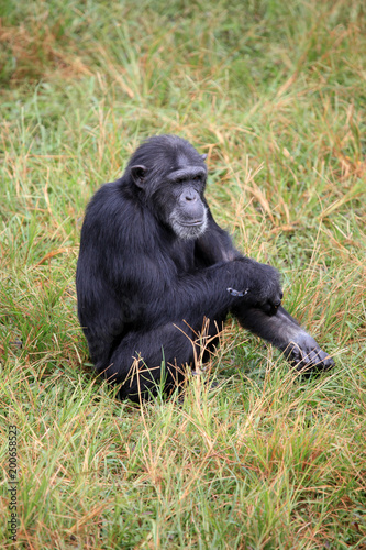 Chimpanzee - Uganda © Sam D'Cruz