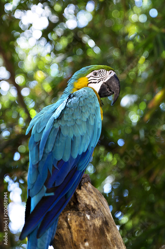 Colorful portrait of Amazon parrot against jungle. Side view of wild parrot head on green background. Wildlife and rainforest exotic tropical birds as popular pet breeds