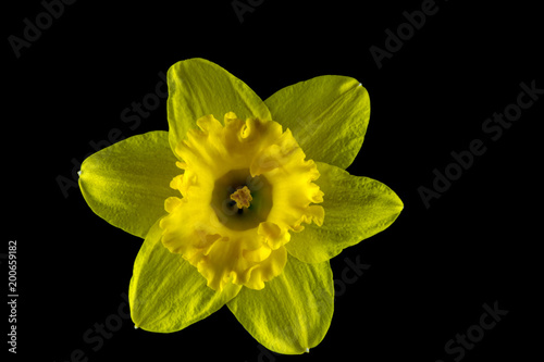Fototapeta Naklejka Na Ścianę i Meble -  Daffodil Head Isolated Against a Black Background