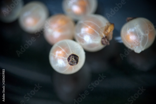 berries of white currant shaded on black background photo