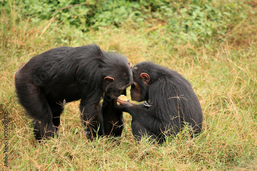 Photography Chimpanzee - Uganda