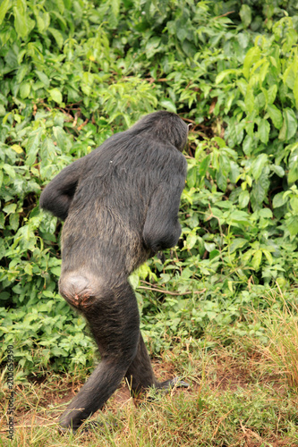 Chimpanzee - Uganda