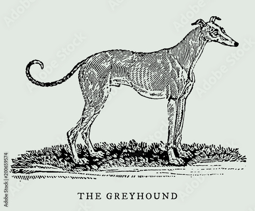Valokuva The greyhound in side view, after vintage engraving from 18th century
