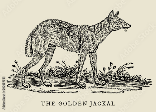 The golden jackal canis aureus in side view, after a vintage woodcut engraving from the 18th century. Easy editable in layers