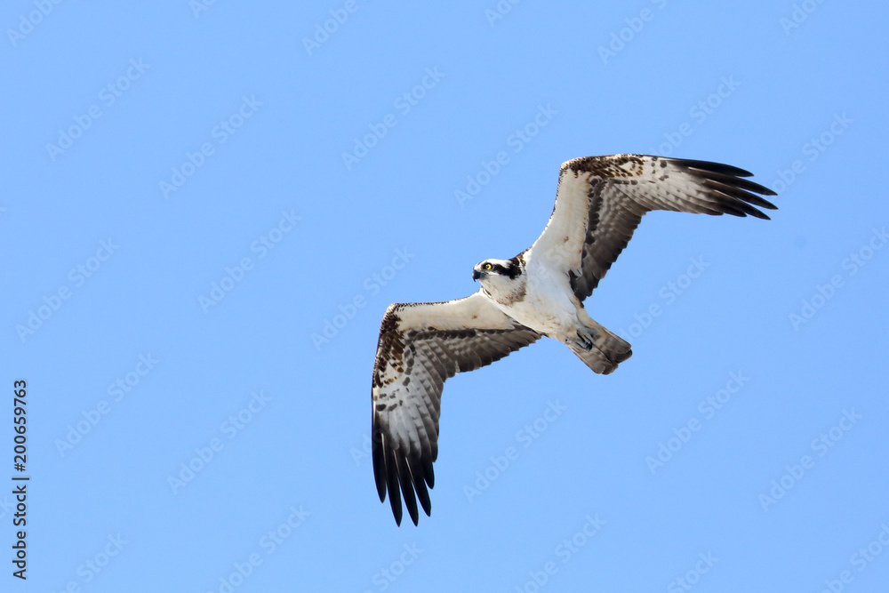 Obraz premium Osprey