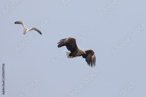 white-tailed eagle and seagull