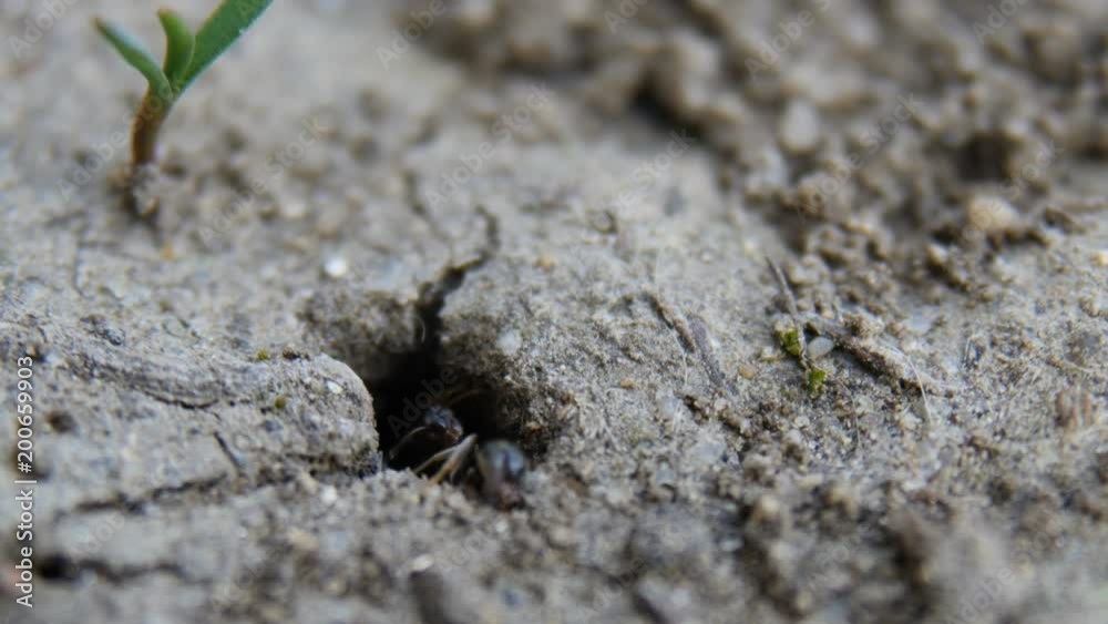 ants get out of the hole ants get out of the hole
