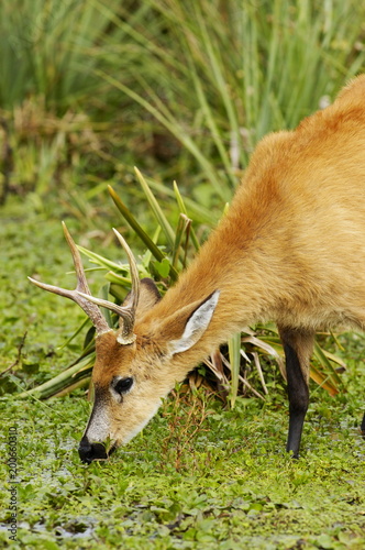 Fototapeta Naklejka Na Ścianę i Meble -  Marsh Deer (Blastocerus dichotomus)