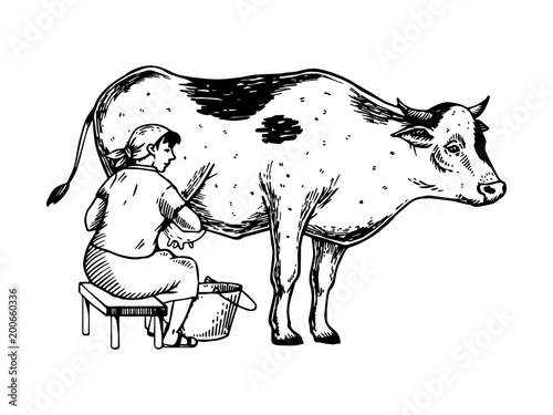 Woman milk cow engraving vector illustration
