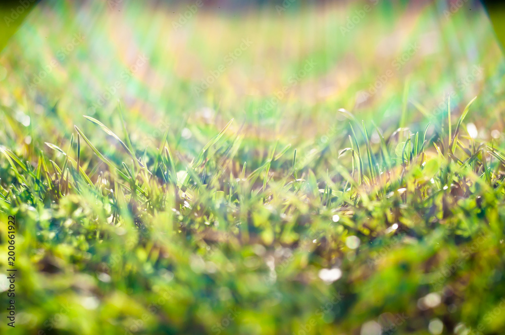 Summer background of green grass and sun rays. The rays of the sun fall on the grass. Close Up