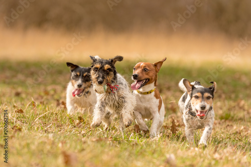 Many dogs run in a meadow in early spring - a pack of Jack Russell Terriers