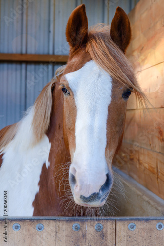 Fototapeta Naklejka Na Ścianę i Meble -  portrait de cheval dans son box