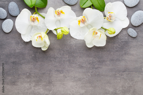 Beauty orchid on a gray background. Spa scene.