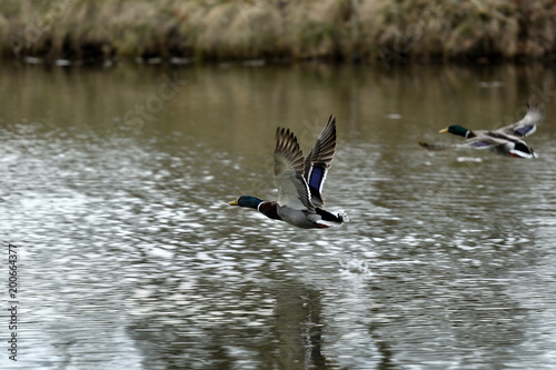 duck and mallard flying on the water lake