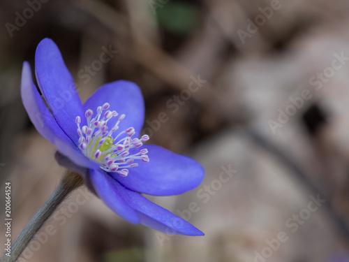 Hepatica flower blooming in the spring forest